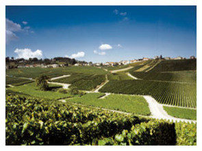Vigneti Bonnaire