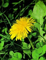 Corso Erbe di campo